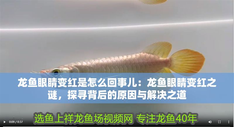 龍魚眼睛變紅是怎么回事兒：龍魚眼睛變紅之謎，探尋背后的原因與解決之道