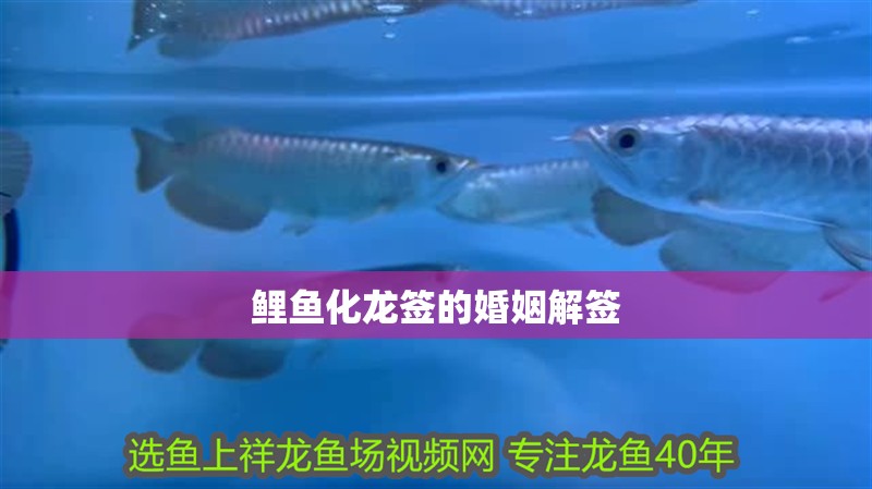 鯉魚化龍簽的婚姻解簽