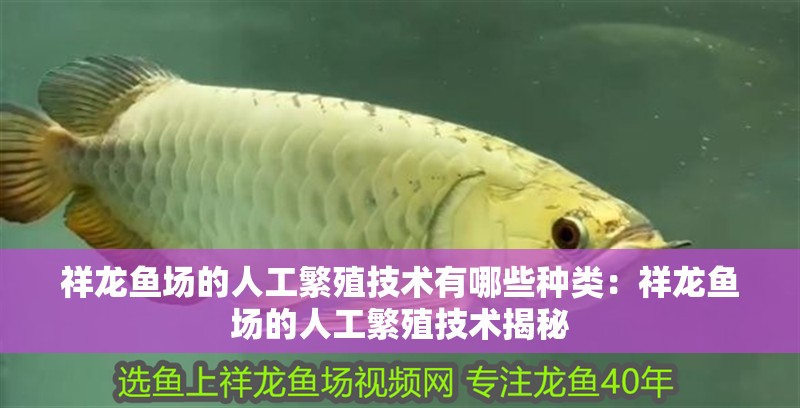 祥龍魚場的人工繁殖技術有哪些種類：祥龍魚場的人工繁殖技術揭秘