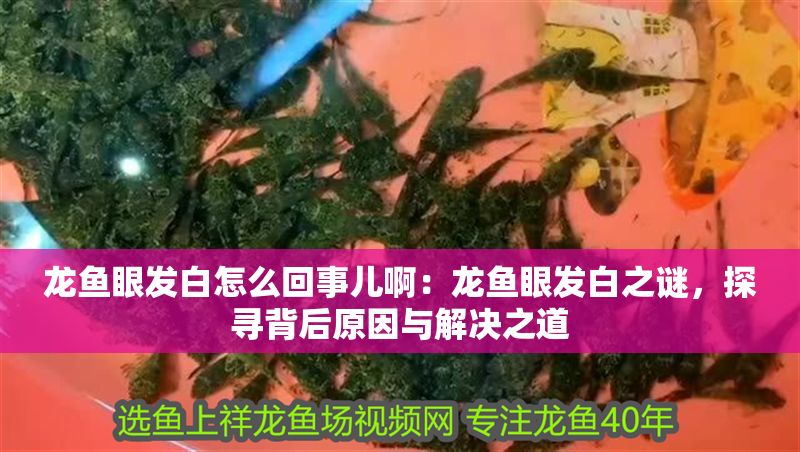 龍魚眼發白怎么回事兒啊：龍魚眼發白之謎，探尋背后原因與解決之道