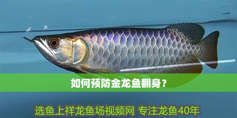 如何預防金龍魚翻身？