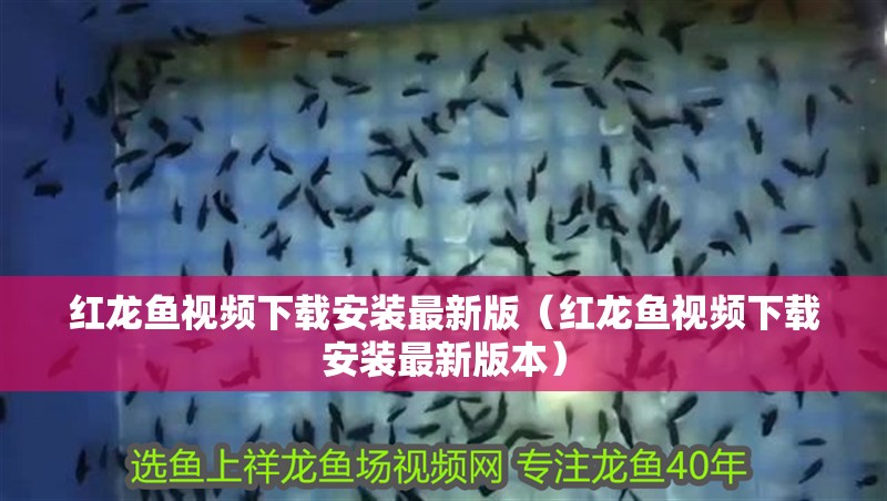 紅龍魚視頻下載安裝最新版（紅龍魚視頻下載安裝最新版本）