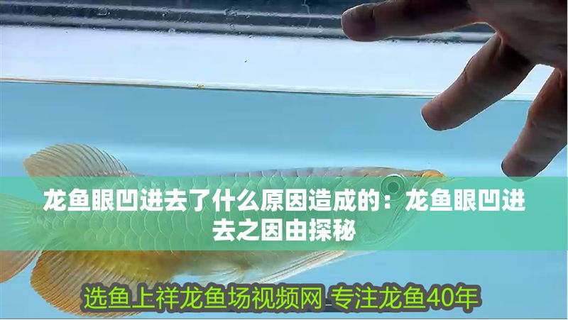 龍魚眼凹進去了什么原因造成的：龍魚眼凹進去之因由探秘