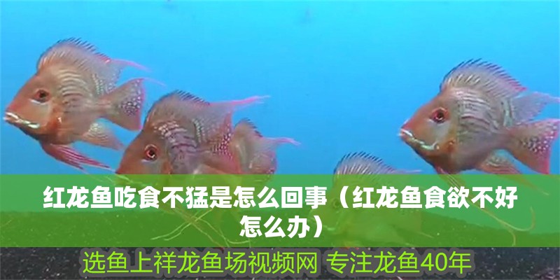 紅龍魚吃食不猛是怎么回事（紅龍魚食欲不好怎么辦）
