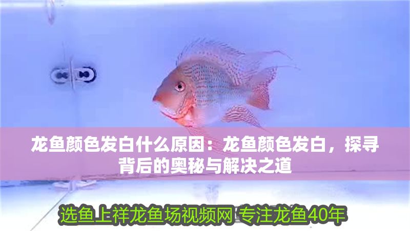 龍魚顏色發白什么原因：龍魚顏色發白，探尋背后的奧秘與解決之道