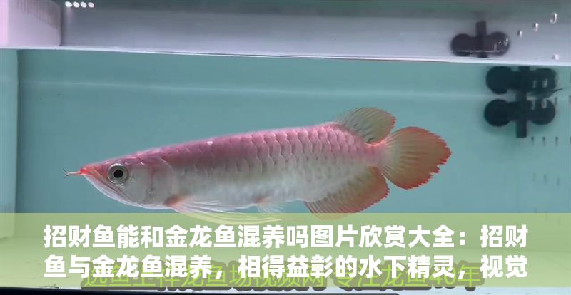 招財(cái)魚(yú)能和金龍魚(yú)混養(yǎng)嗎圖片欣賞大全：招財(cái)魚(yú)與金龍魚(yú)混養(yǎng)，相得益彰的水下精靈，視覺(jué)盛宴來(lái)襲