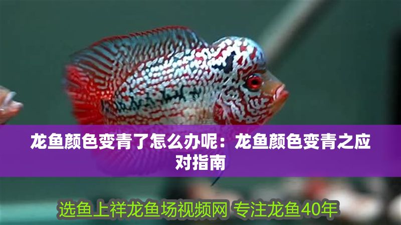 龍魚顏色變青了怎么辦呢：龍魚顏色變青之應對指南