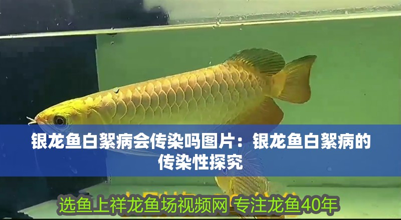 銀龍魚白絮病會傳染嗎圖片：銀龍魚白絮病的傳染性探究