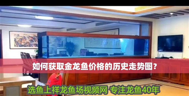 如何獲取金龍魚價格的歷史走勢圖？