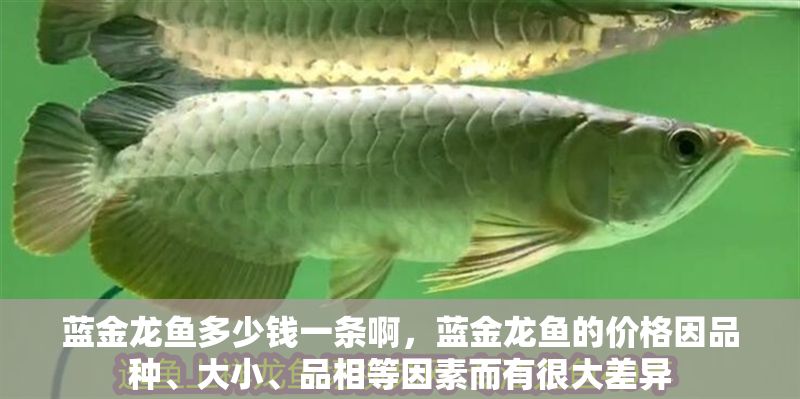 藍金龍魚多少錢一條啊，藍金龍魚的價格因品種、大小、品相等因素而有很大差異