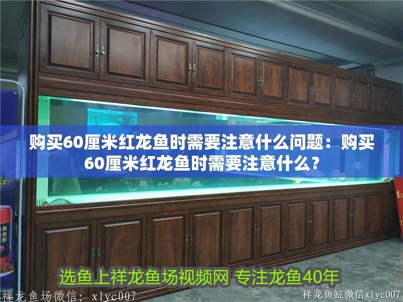 購買60厘米紅龍魚時需要注意什么問題：購買60厘米紅龍魚時需要注意什么？