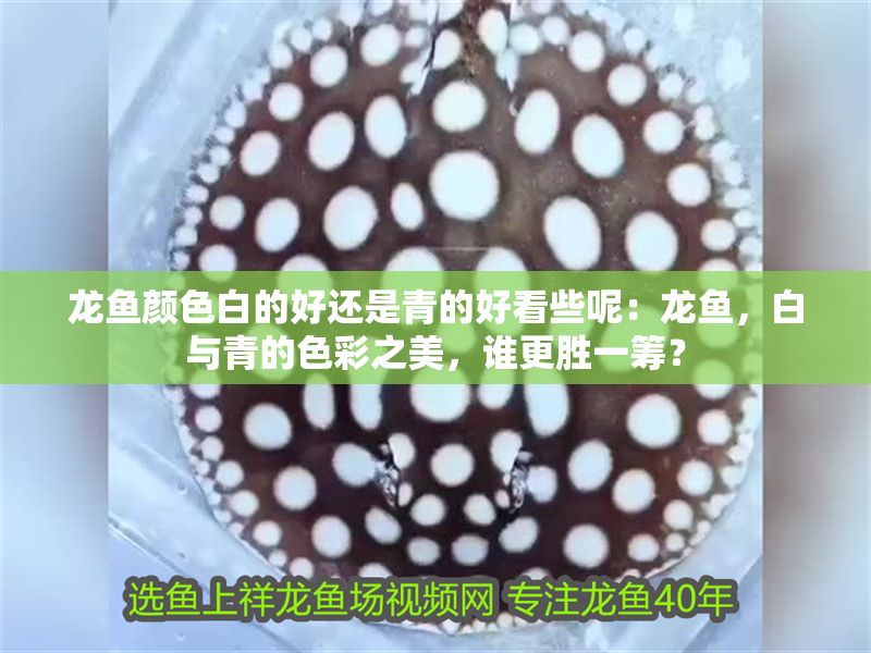 龍魚顏色白的好還是青的好看些呢：龍魚，白與青的色彩之美，誰更勝一籌？