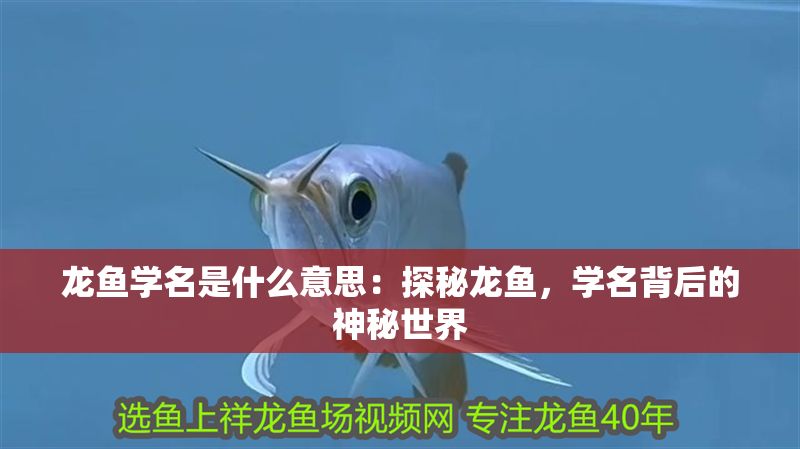 龍魚學(xué)名是什么意思：探秘龍魚，學(xué)名背后的神秘世界
