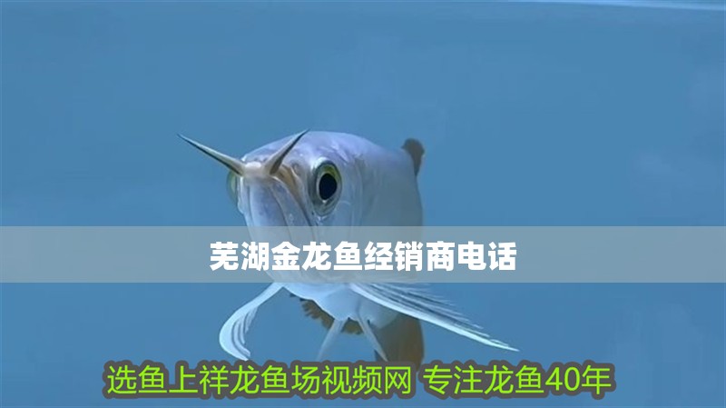 蕪湖金龍魚經銷商電話