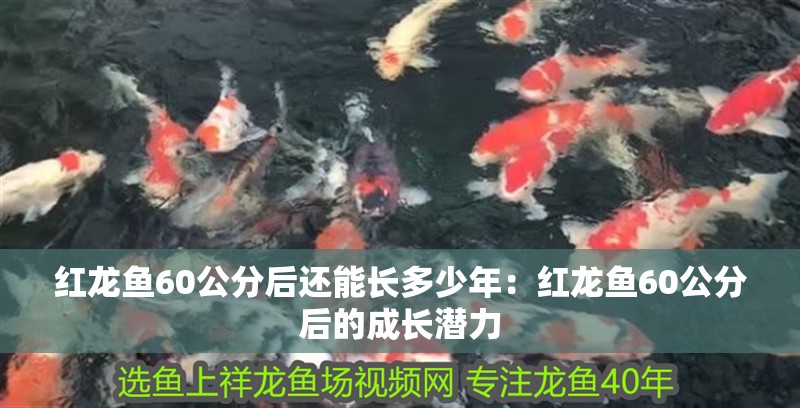 紅龍魚60公分后還能長多少年：紅龍魚60公分后的成長潛力