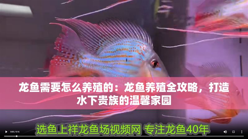 龍魚需要怎么養殖的：龍魚養殖全攻略，打造水下貴族的溫馨家園