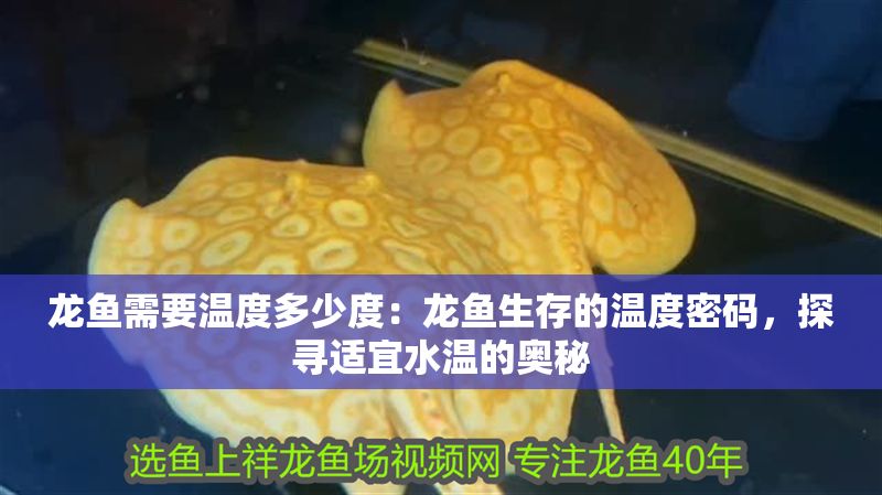 龍魚需要溫度多少度：龍魚生存的溫度密碼，探尋適宜水溫的奧秘