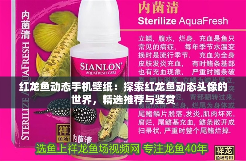 紅龍魚動態手機壁紙：探索紅龍魚動態頭像的世界，精選推薦與鑒賞