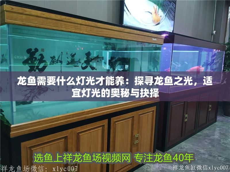 龍魚需要什么燈光才能養：探尋龍魚之光，適宜燈光的奧秘與抉擇