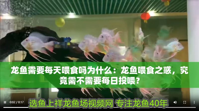 龍魚需要每天喂食嗎為什么：龍魚喂食之惑，究竟需不需要每日投喂？