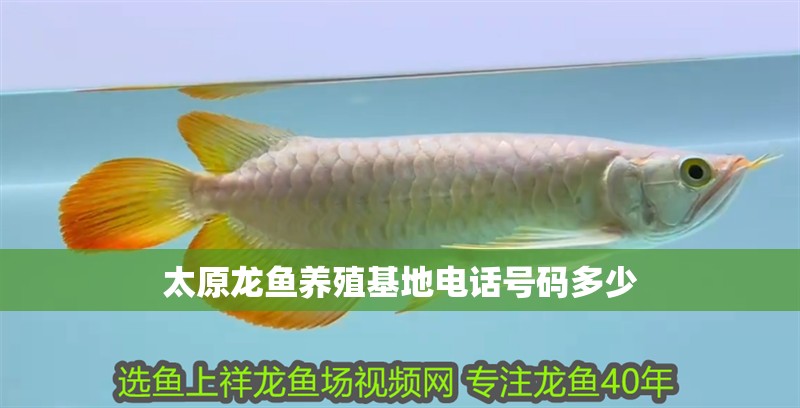 太原龍魚養(yǎng)殖基地電話號碼多少