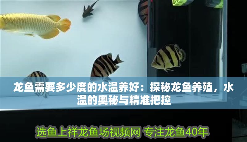 龍魚需要多少度的水溫養好：探秘龍魚養殖，水溫的奧秘與精準把控