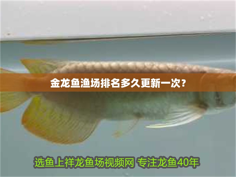 金龍魚(yú)漁場(chǎng)排名多久更新一次？