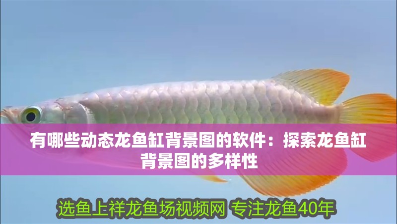 有哪些動態(tài)龍魚缸背景圖的軟件：探索龍魚缸背景圖的多樣性