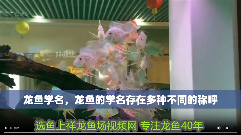 龍魚學名，龍魚的學名存在多種不同的稱呼