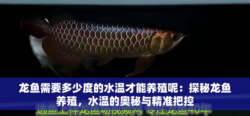 龍魚需要多少度的水溫才能養(yǎng)殖呢：探秘龍魚養(yǎng)殖，水溫的奧秘與精準(zhǔn)把控