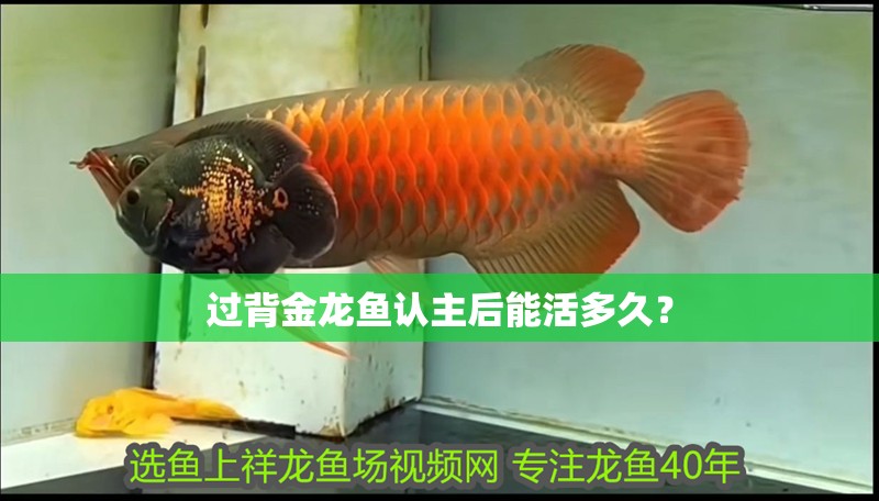 過背金龍魚認主后能活多久？