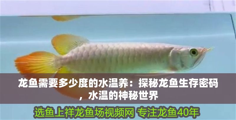 龍魚需要多少度的水溫養：探秘龍魚生存密碼，水溫的神秘世界