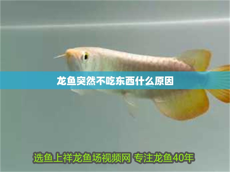 龍魚突然不吃東西什么原因