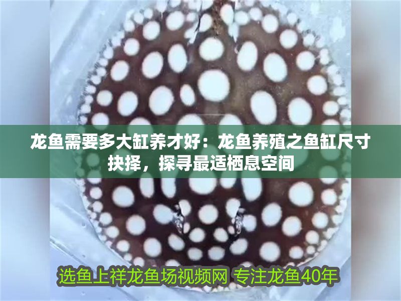 龍魚需要多大缸養才好：龍魚養殖之魚缸尺寸抉擇，探尋最適棲息空間