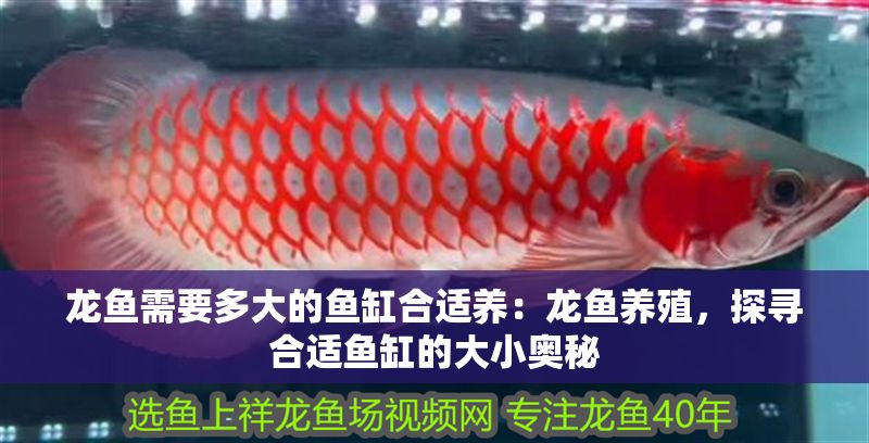 龍魚需要多大的魚缸合適養：龍魚養殖，探尋合適魚缸的大小奧秘
