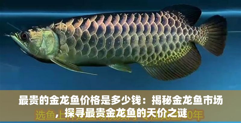 最貴的金龍魚價格是多少錢：揭秘金龍魚市場，探尋最貴金龍魚的天價之謎