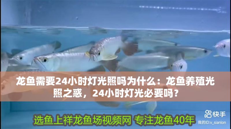 龍魚需要24小時燈光照嗎為什么：龍魚養(yǎng)殖光照之惑，24小時燈光必要嗎？