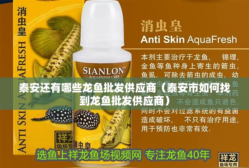 泰安還有哪些龍魚批發供應商（泰安市如何找到龍魚批發供應商）