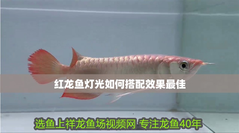 紅龍魚燈光如何搭配效果最佳