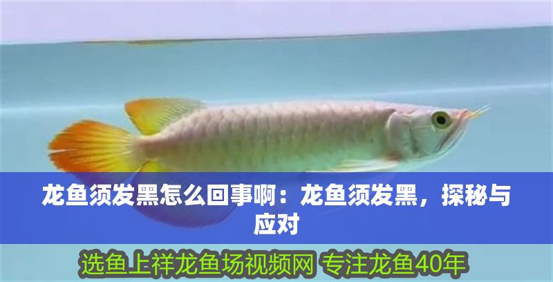 龍魚須發(fā)黑怎么回事?。糊堲~須發(fā)黑，探秘與應(yīng)對