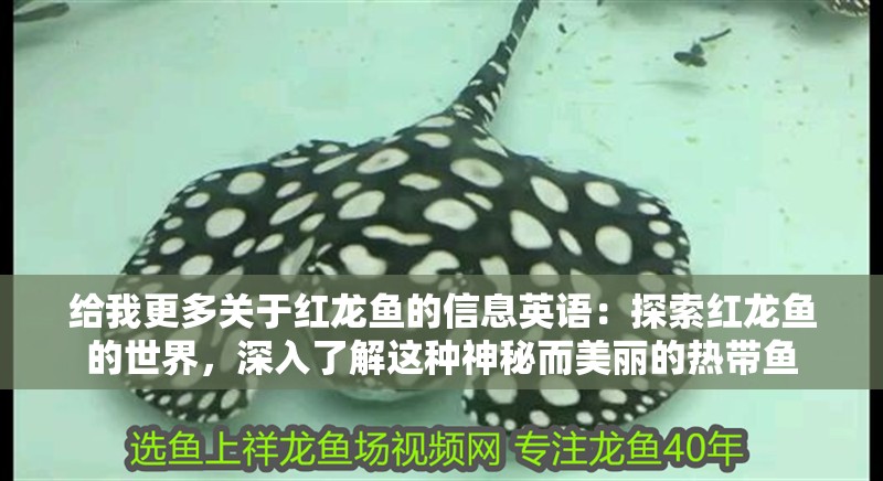 給我更多關(guān)于紅龍魚的信息英語(yǔ)：探索紅龍魚的世界，深入了解這種神秘而美麗的熱帶魚
