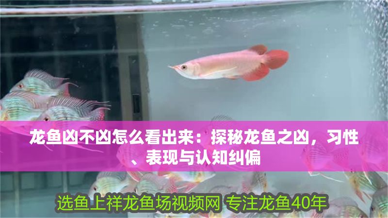龍魚兇不兇怎么看出來：探秘龍魚之兇，習(xí)性、表現(xiàn)與認知糾偏