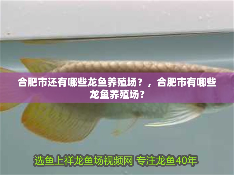 合肥市還有哪些龍魚養殖場？，合肥市有哪些龍魚養殖場？