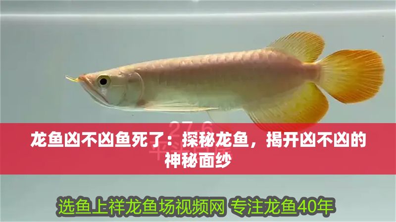 龍魚兇不兇魚死了：探秘龍魚，揭開兇不兇的神秘面紗