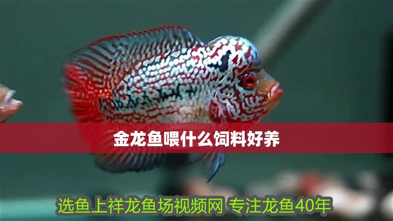 金龍魚喂什么飼料好養(yǎng) 金龍魚喂什么飼料好養(yǎng) 龍魚百科 第2張