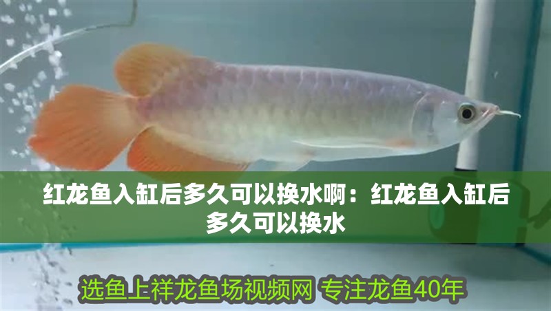 紅龍魚入缸后多久可以換水啊：紅龍魚入缸后多久可以換水