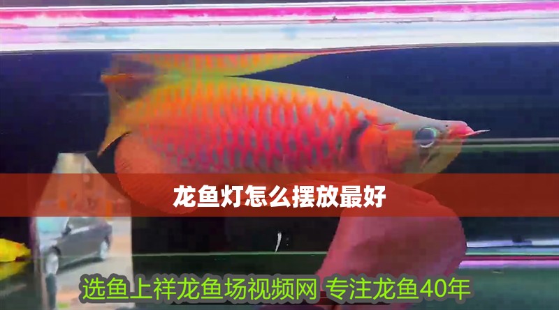 龍魚燈怎么擺放最好