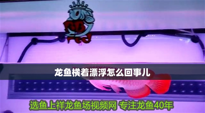 龍魚橫著漂浮怎么回事兒