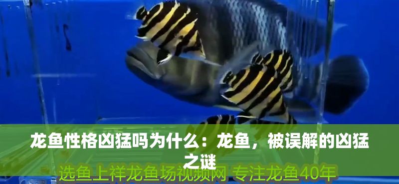 龍魚性格兇猛嗎為什么：龍魚，被誤解的兇猛之謎