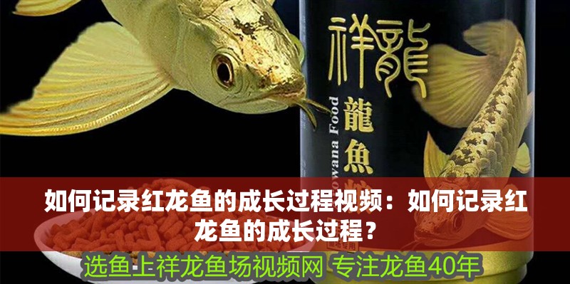 如何記錄紅龍魚的成長過程視頻：如何記錄紅龍魚的成長過程？